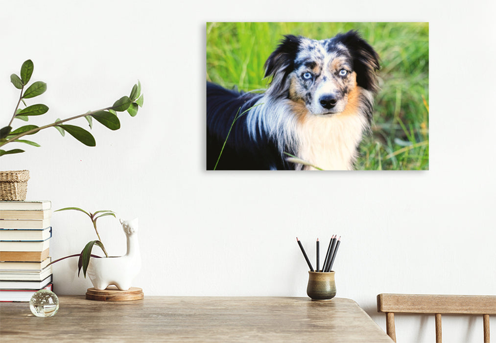 Premium textile canvas Premium textile canvas 120 cm x 80 cm landscape Mini Australian Shepherd 