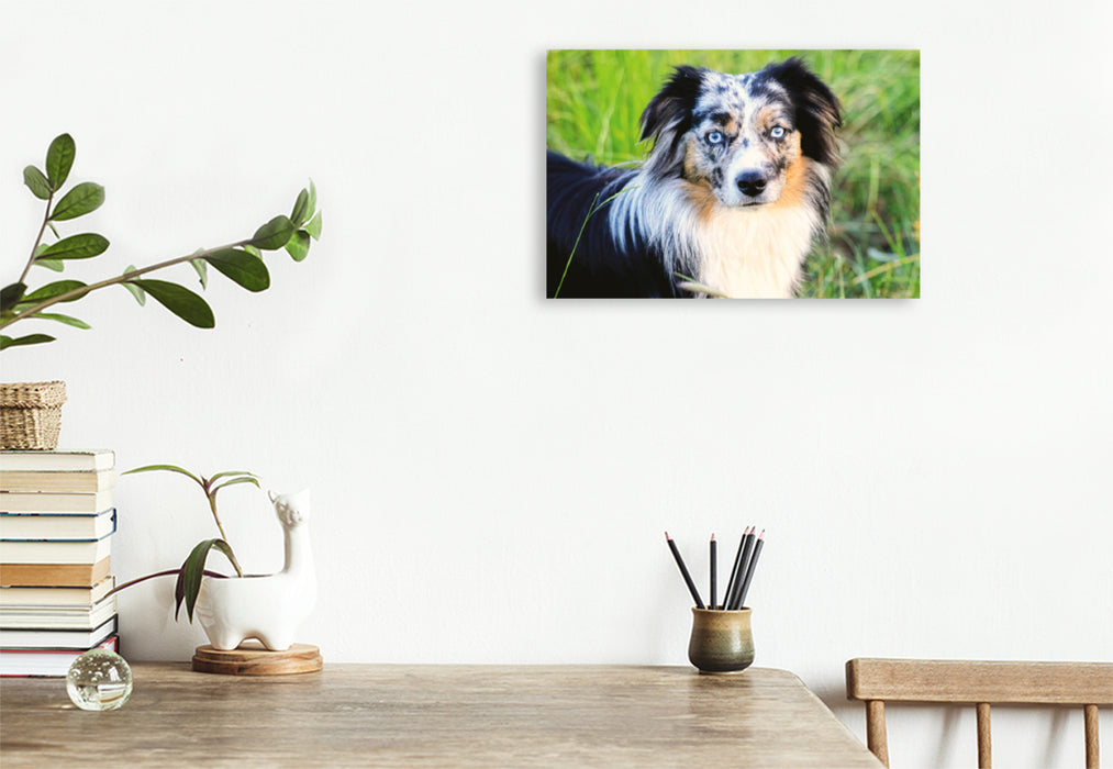 Premium textile canvas Premium textile canvas 120 cm x 80 cm landscape Mini Australian Shepherd 