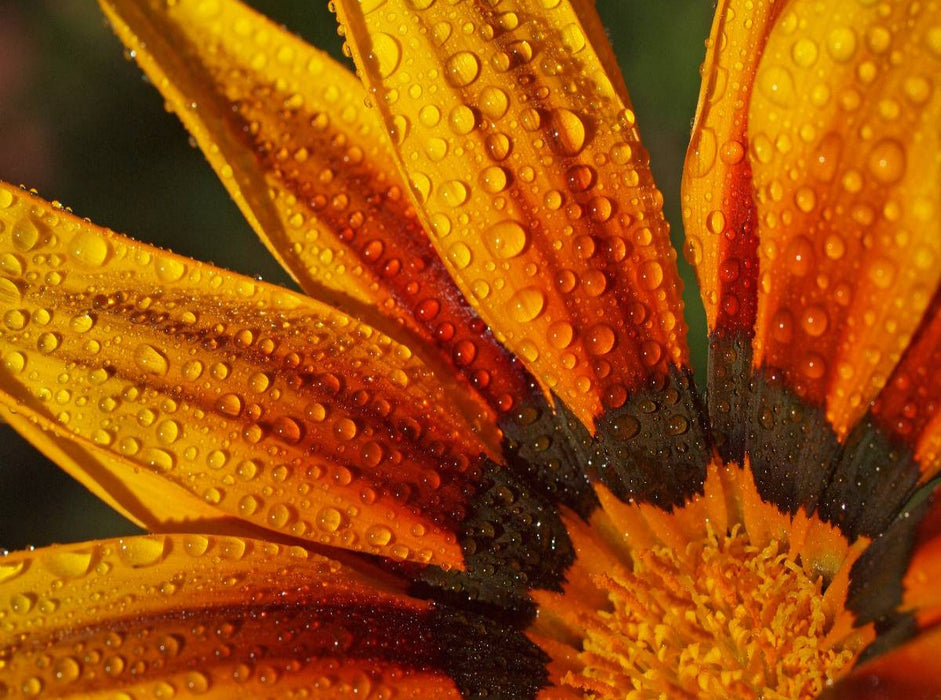 Regentropfen auf Mittagsblume 2000 Teile Puzzle quer - CALVENDO Foto-Puzzle'