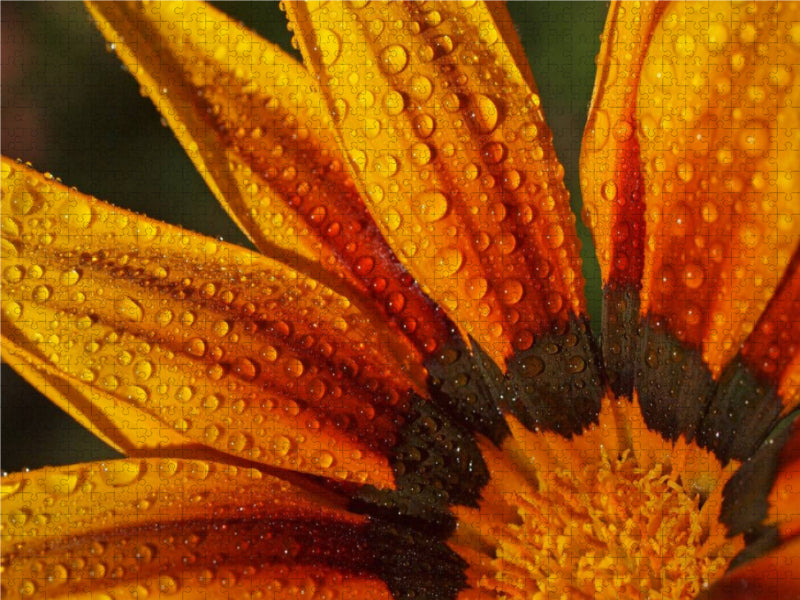 Regentropfen auf Mittagsblume 2000 Teile Puzzle quer - CALVENDO Foto-Puzzle'