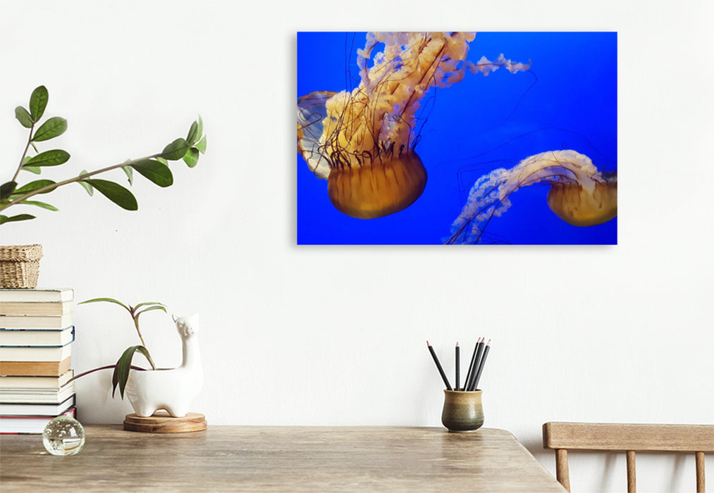 Premium textile canvas Premium textile canvas 75 cm x 50 cm landscape jellyfish, Florida, United States of America 