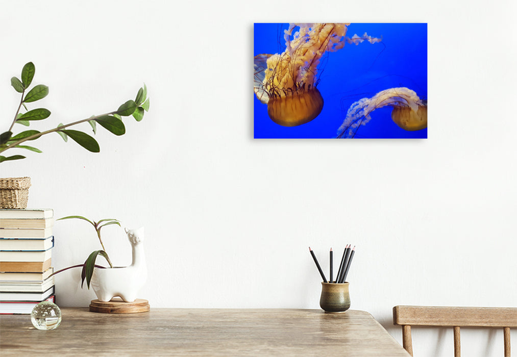 Premium textile canvas Premium textile canvas 75 cm x 50 cm landscape jellyfish, Florida, United States of America 