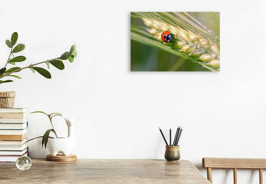 Premium textile canvas Premium textile canvas 120 cm x 80 cm across ladybugs in the cornfield 