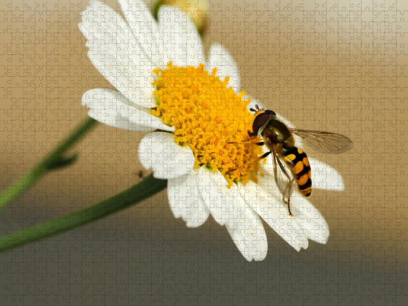 Schwebfliege - CALVENDO Foto-Puzzle'