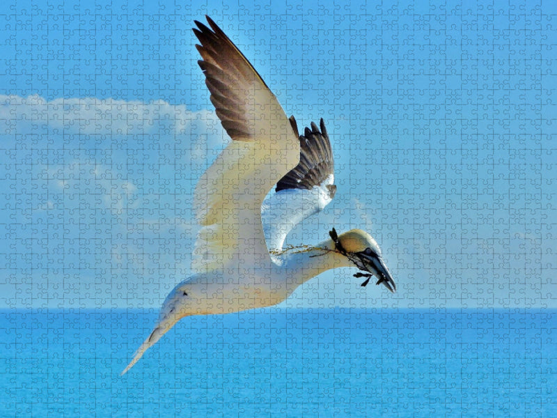Basstölpel im Landeanflug - CALVENDO Foto-Puzzle'