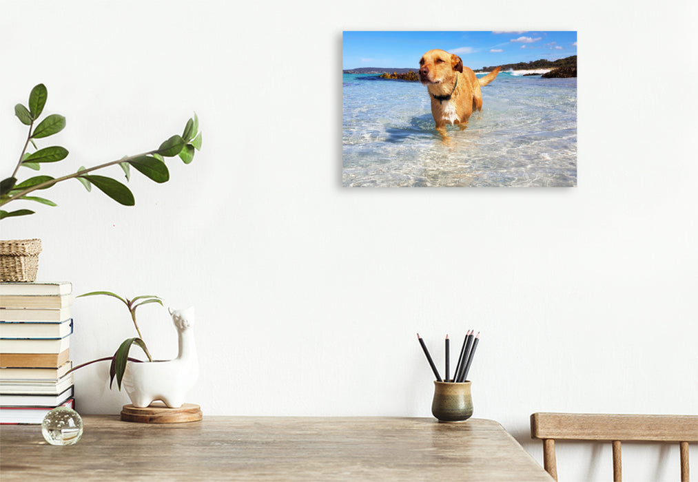 Premium textile canvas Premium textile canvas 75 cm x 50 cm landscape Bathing dog in the Bay of Fires, Tasmania, Australia 