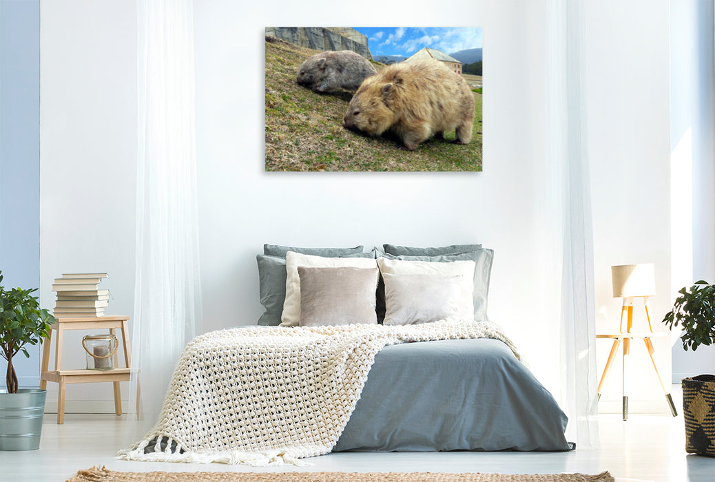 Premium textile canvas Premium textile canvas 120 cm x 80 cm landscape Wombats on Maria Island, Australia 