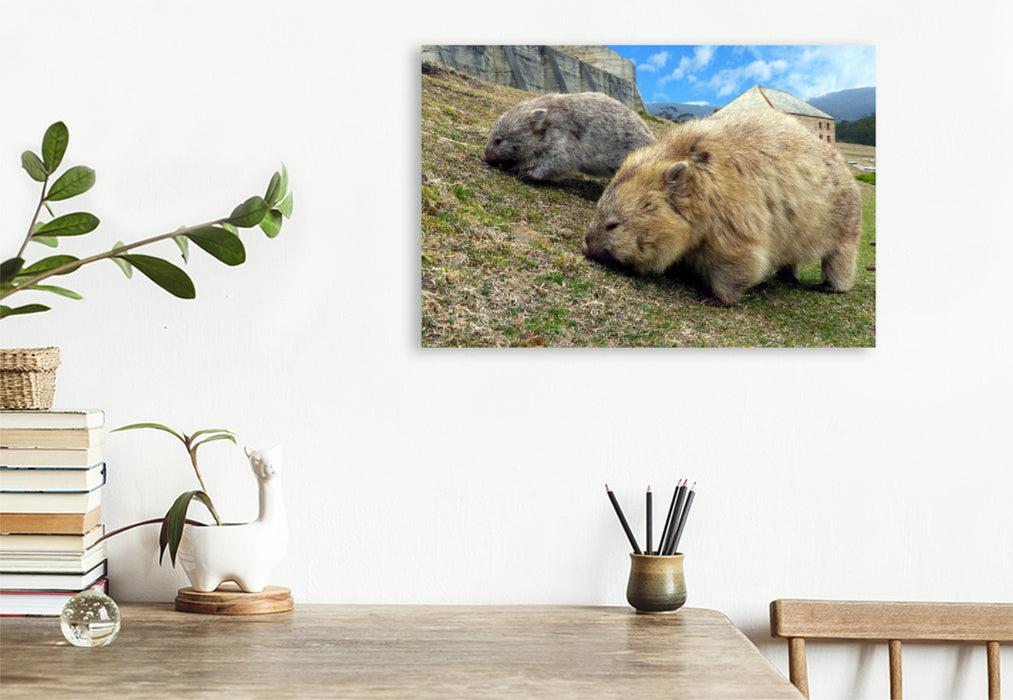 Premium Textil-Leinwand Premium Textil-Leinwand 120 cm x 80 cm quer Wombats auf Maria Island, Australien