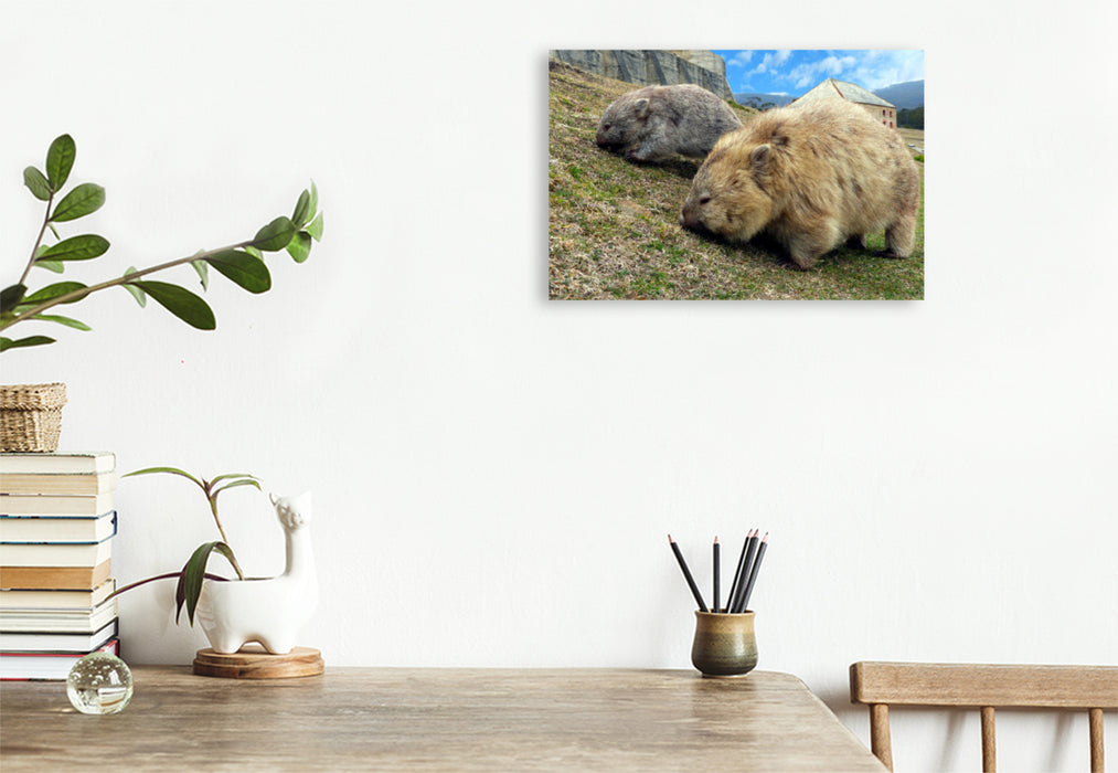 Premium Textil-Leinwand Premium Textil-Leinwand 120 cm x 80 cm quer Wombats auf Maria Island, Australien