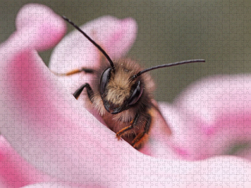 Ein Motiv aus dem Kalender Insekten Kleine Wunder - CALVENDO Foto-Puzzle'
