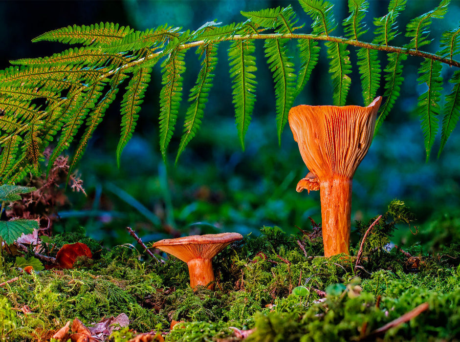 Edel-Reizker (Lactarius deliciosus) - CALVENDO Foto-Puzzle'