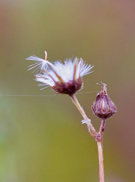 Field goose thistle - CALVENDO photo puzzle 