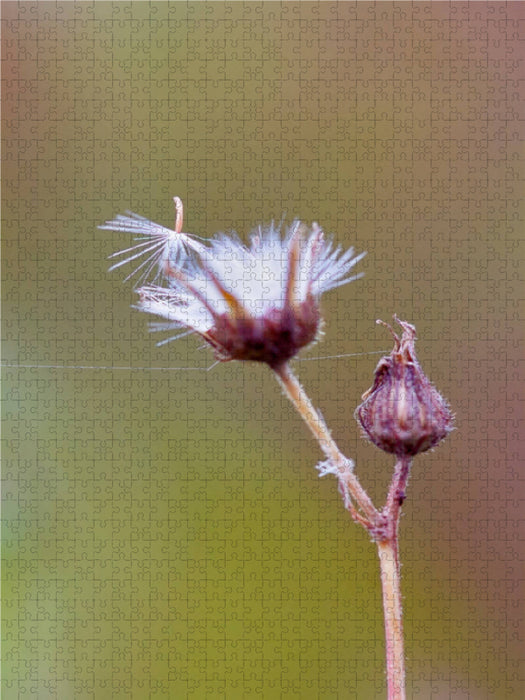 Field goose thistle - CALVENDO photo puzzle 
