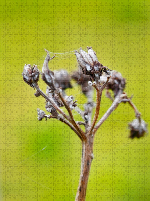 Fenchel 2000 Teile Puzzle hoch - CALVENDO Foto-Puzzle'