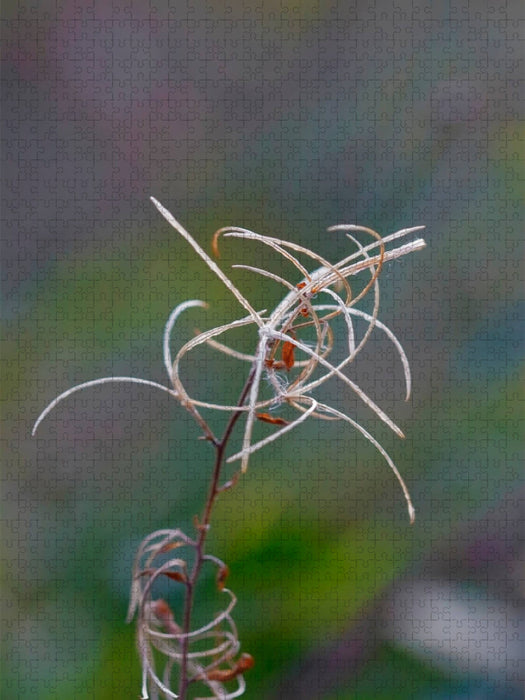 Weidenröschen - CALVENDO Foto-Puzzle'
