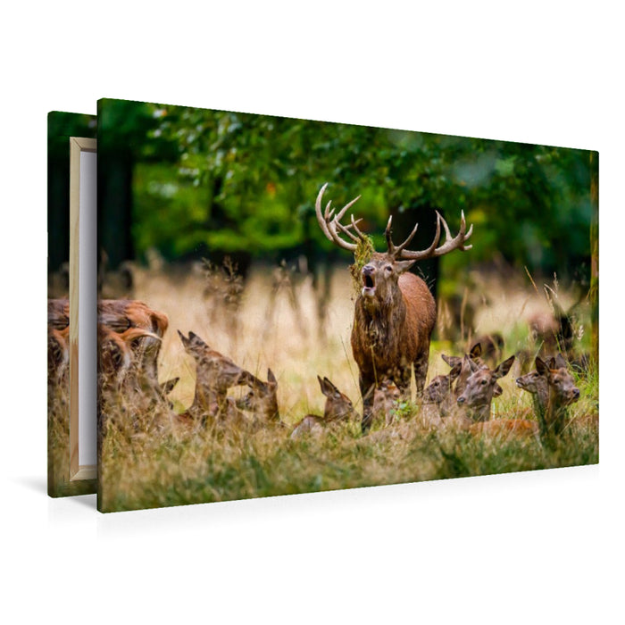 Premium Textil-Leinwand Rothirsch in der Brunft