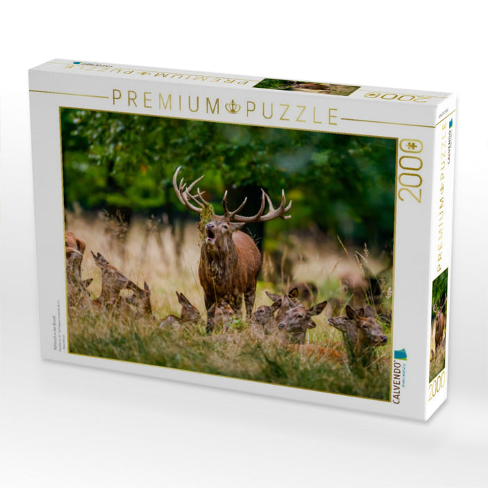Red deer in rut - CALVENDO photo puzzle 