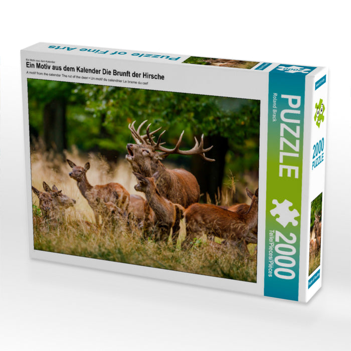 The rutting of the deer - CALVENDO photo puzzle 