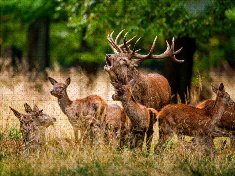 The rutting of the deer - CALVENDO photo puzzle 