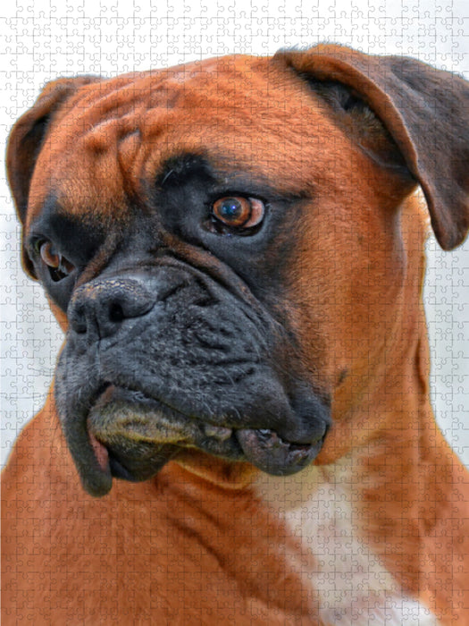 German boxer - CALVENDO photo puzzle 