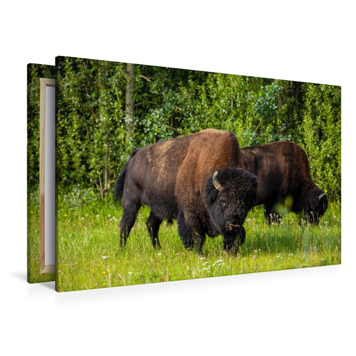 Premium Textil-Leinwand Waldbison