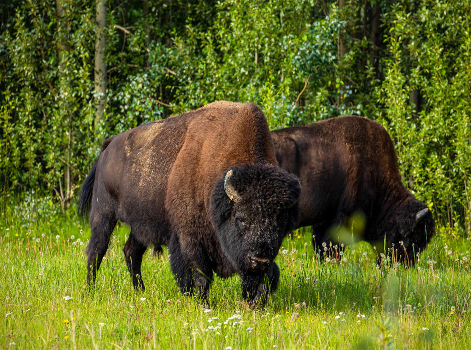 Wood bison - CALVENDO photo puzzle 