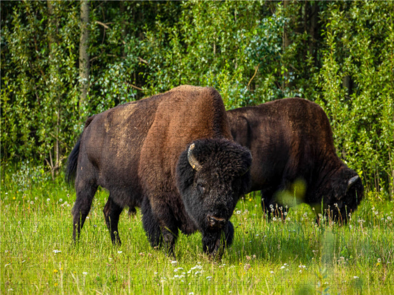 Wood bison - CALVENDO photo puzzle 
