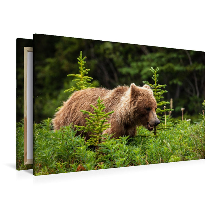 Premium Textil-Leinwand Grizzlybär