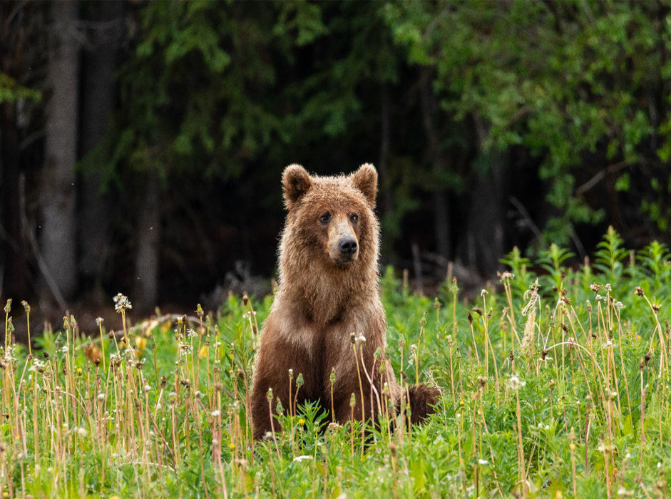 Grizzlybär 2000 Teile Puzzle quer - CALVENDO Foto-Puzzle'