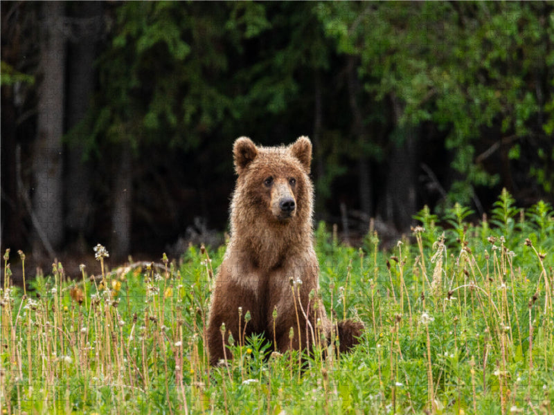 Grizzlybär 2000 Teile Puzzle quer - CALVENDO Foto-Puzzle'