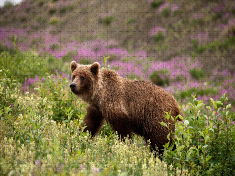 Grizzlybär 2000 Teile Puzzle quer - CALVENDO Foto-Puzzle'