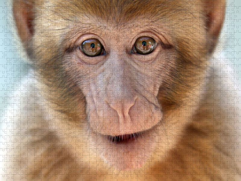 MAGOT / BERBERAFFE - CALVENDO Foto-Puzzle'