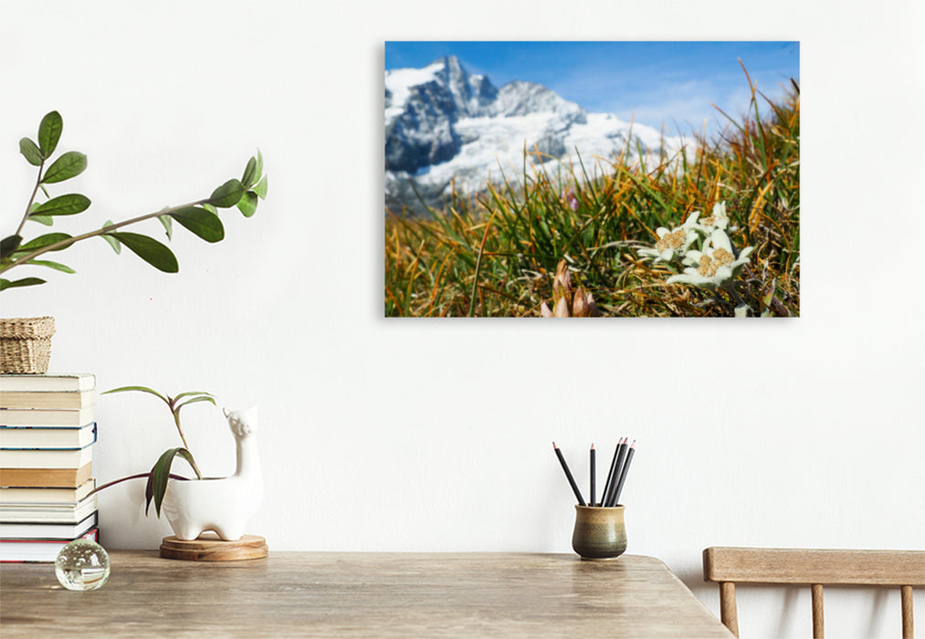 Premium textile canvas Premium textile canvas 120 cm x 80 cm across A motif from the calendar Edelweiss landmark of the Alps 