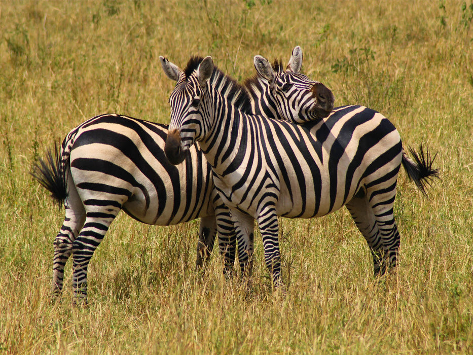 Zebras - CALVENDO Foto-Puzzle'