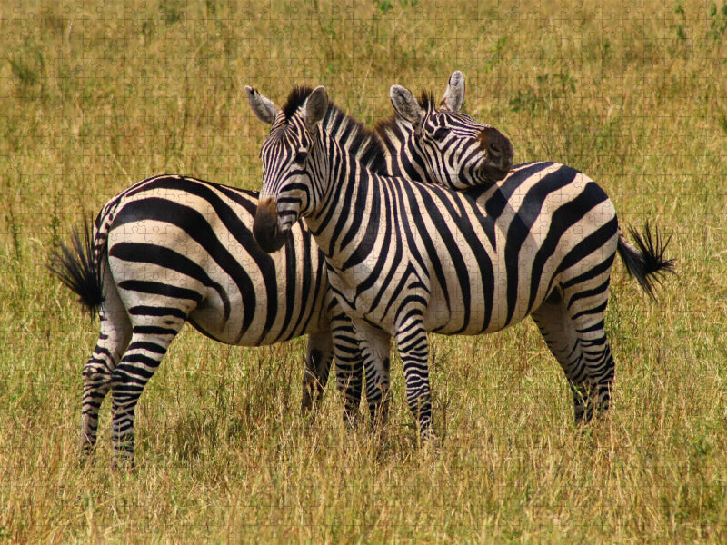 Zebras - CALVENDO Foto-Puzzle'