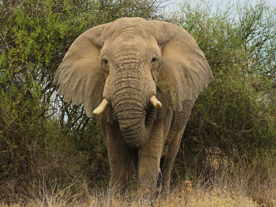 Elefant - CALVENDO Foto-Puzzle'