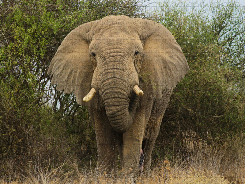 Elefant - CALVENDO Foto-Puzzle'
