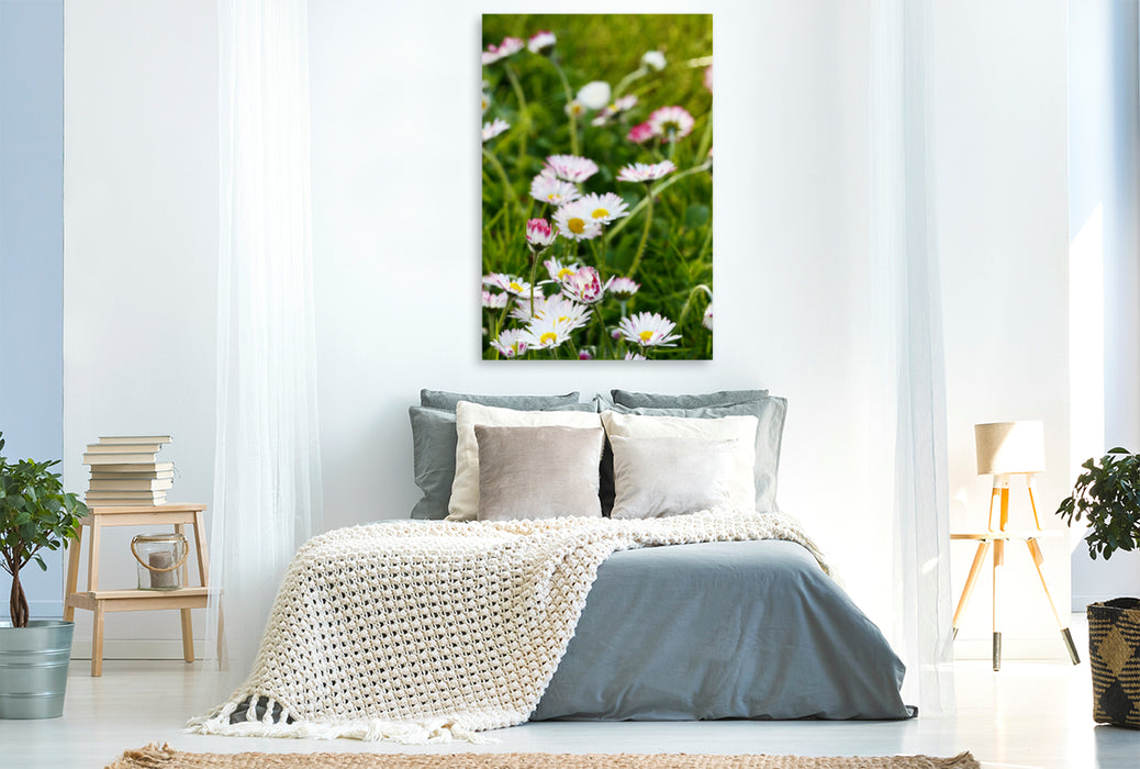 Premium Textil-Leinwand Premium Textil-Leinwand 80 cm x 120 cm  hoch Gänseblümchen in der Wiese