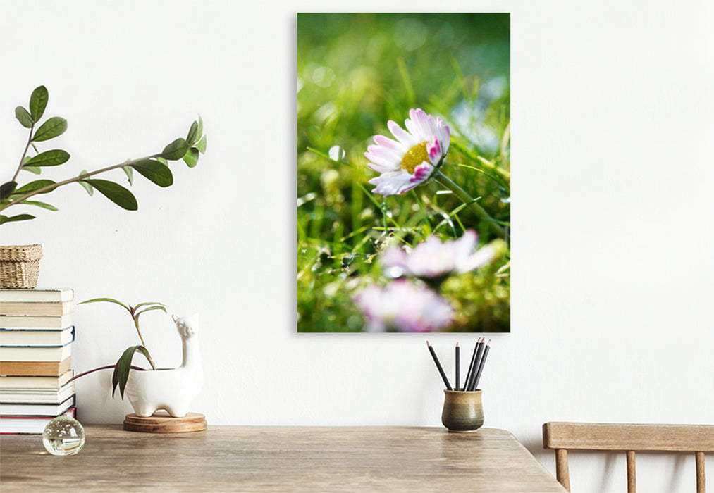Premium textile canvas Premium textile canvas 80 cm x 120 cm high daisies on a dewy meadow 