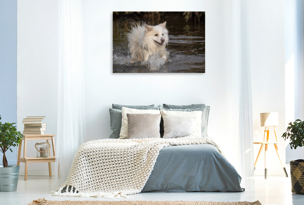 Premium textile canvas Premium textile canvas 120 cm x 80 cm landscape Walking with my Icelandic dog 