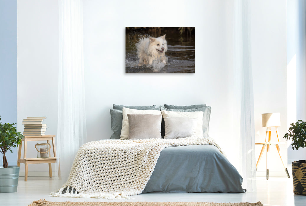 Premium textile canvas Premium textile canvas 120 cm x 80 cm landscape Walking with my Icelandic dog 