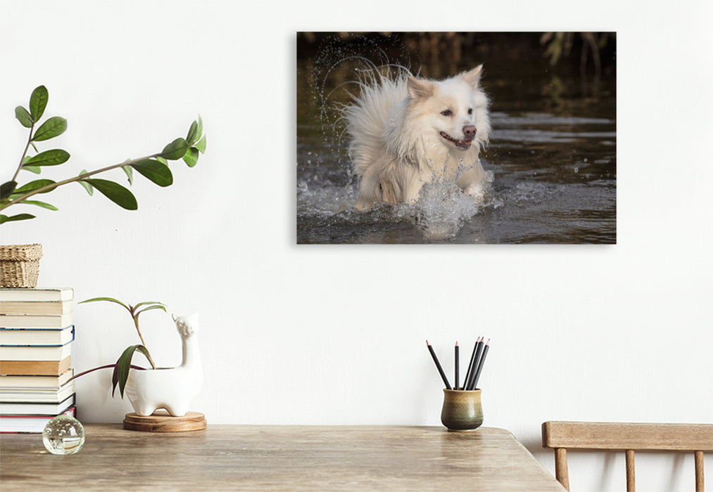 Premium textile canvas Premium textile canvas 120 cm x 80 cm landscape Walking with my Icelandic dog 