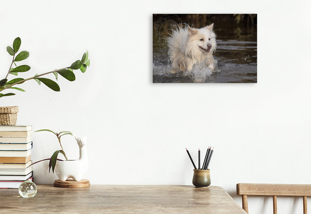 Premium textile canvas Premium textile canvas 120 cm x 80 cm landscape Walking with my Icelandic dog 