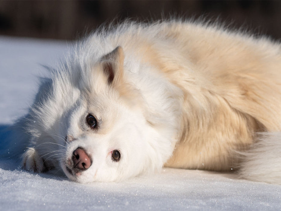 Hundespaziergang im Schnee - CALVENDO Foto-Puzzle'