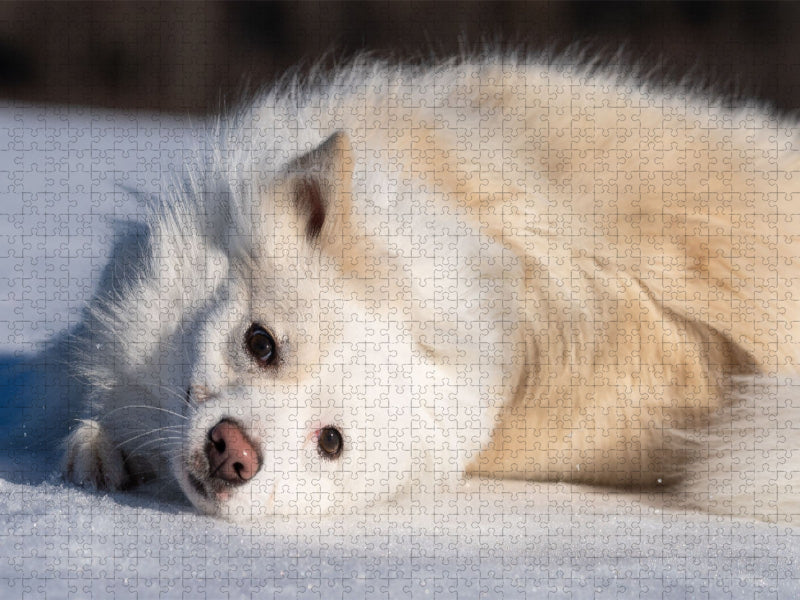 Hundespaziergang im Schnee - CALVENDO Foto-Puzzle'