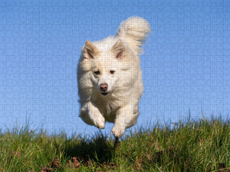 Hundespaziergang - CALVENDO Foto-Puzzle'