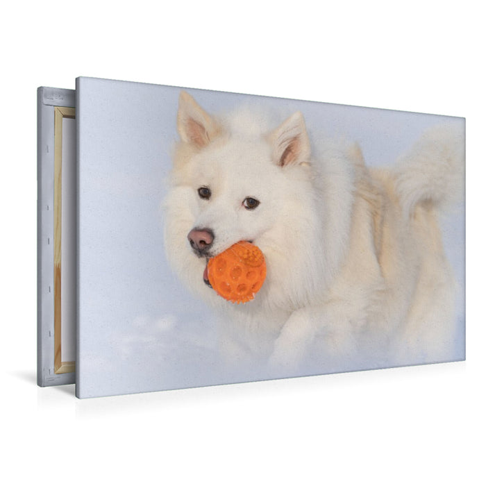 Premium Textil-Leinwand Islandhund im Schnee
