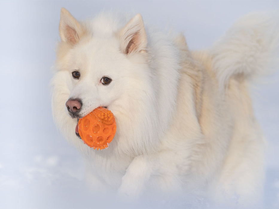 Islandhund im Schnee - CALVENDO Foto-Puzzle'