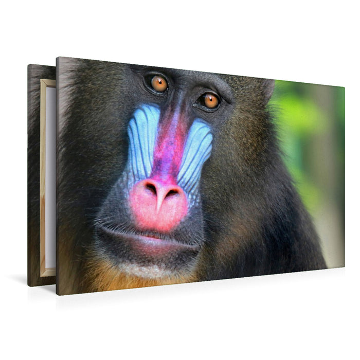Premium Textil-Leinwand MANDRILL