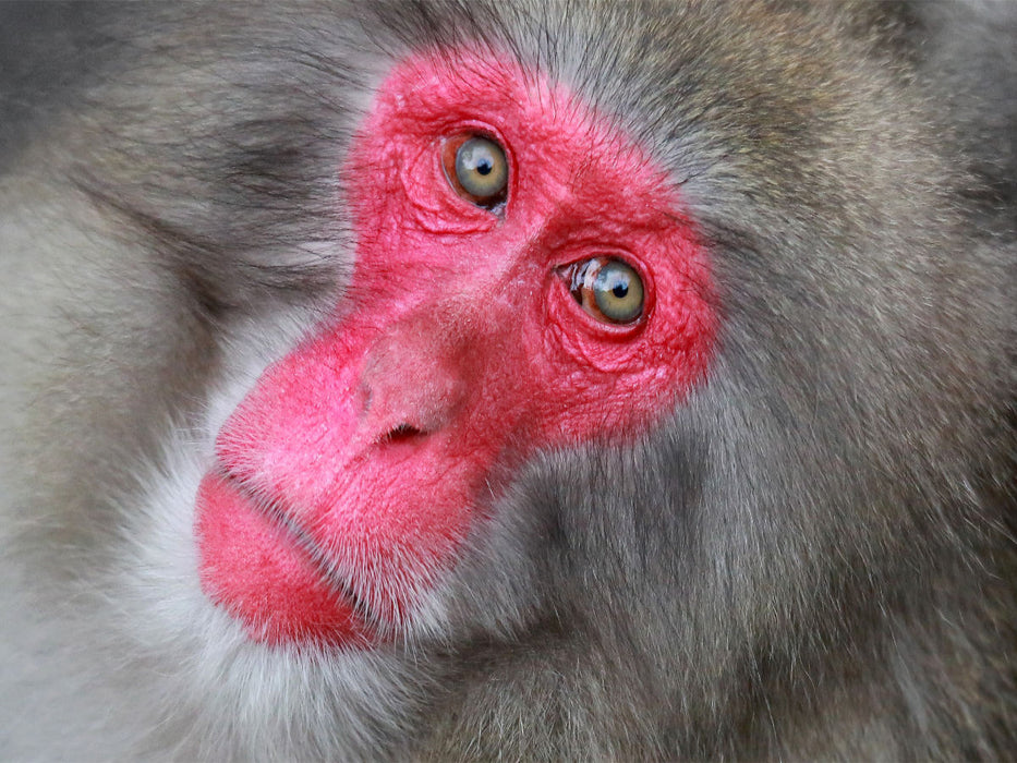 ROTGESICHTSMAKAK, JAPANMAKAK, SCHNEEAFFE - CALVENDO Foto-Puzzle'